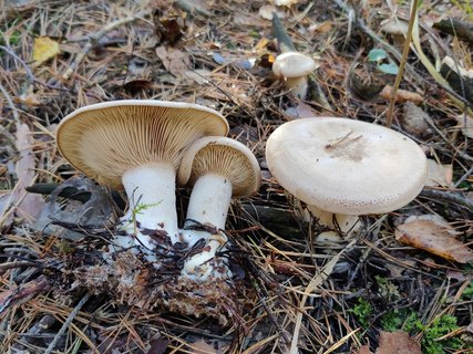 Clitopaxillus alexandri MVK 20211009-04
