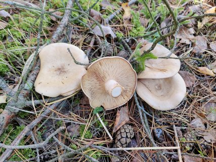 Clitopaxillus alexandri MVK 20211009-06