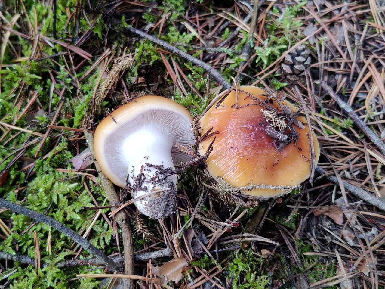 Cortinarius mucosus