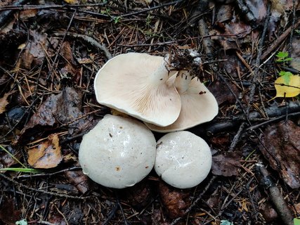 Clitopilus prunulus MVK 20210811-02