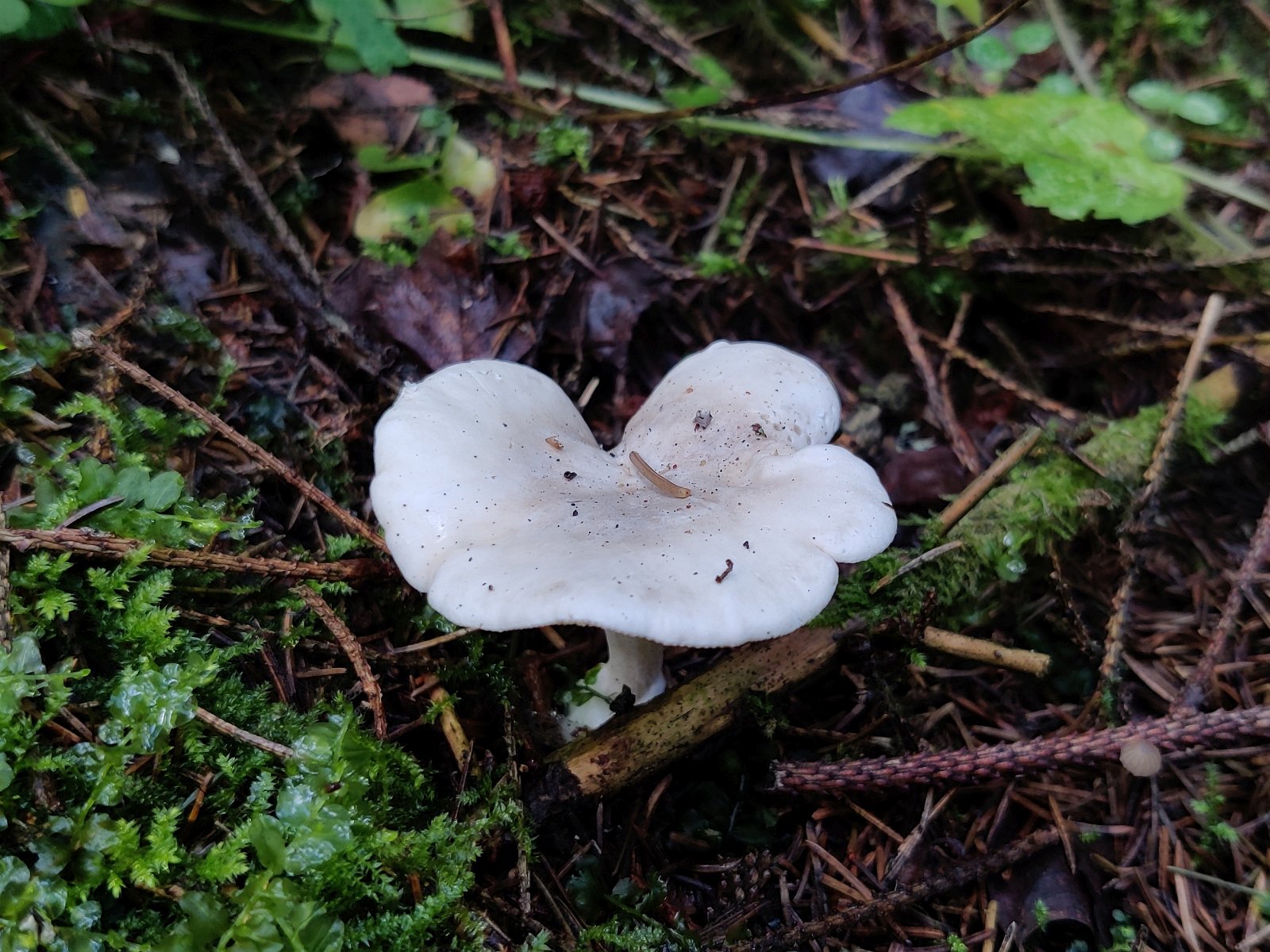 Clitopilus prunulus MVK 20210820-01