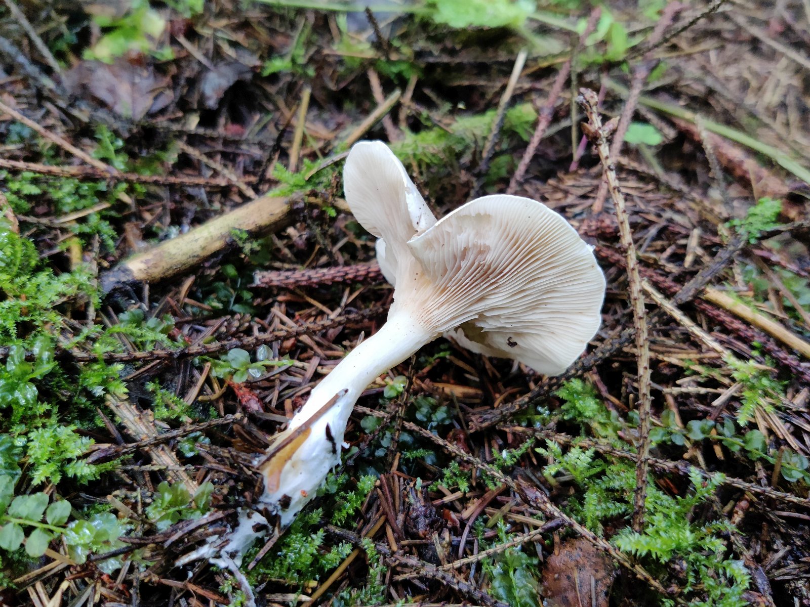 Clitopilus prunulus MVK 20210820-02