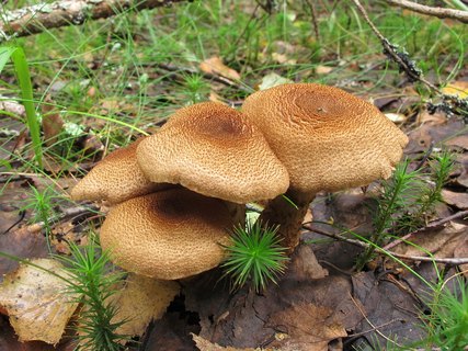 Cortinarius pholideus