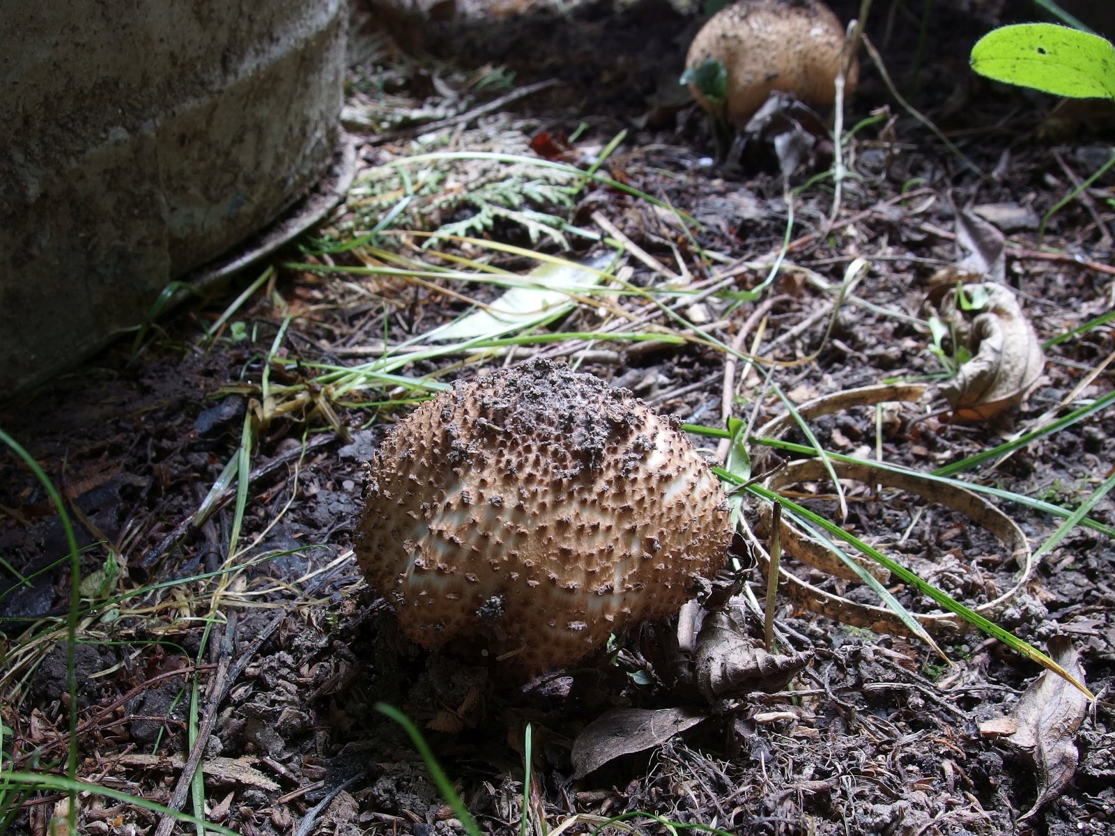Echinoderma asperum MVK 20190804-02