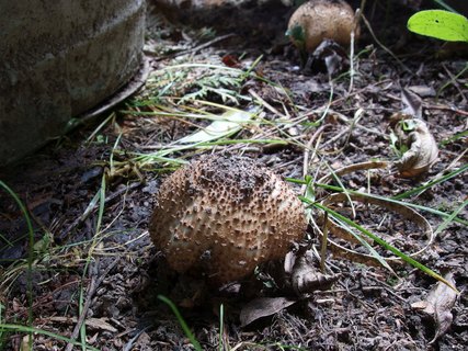 Echinoderma asperum MVK 20190804-02