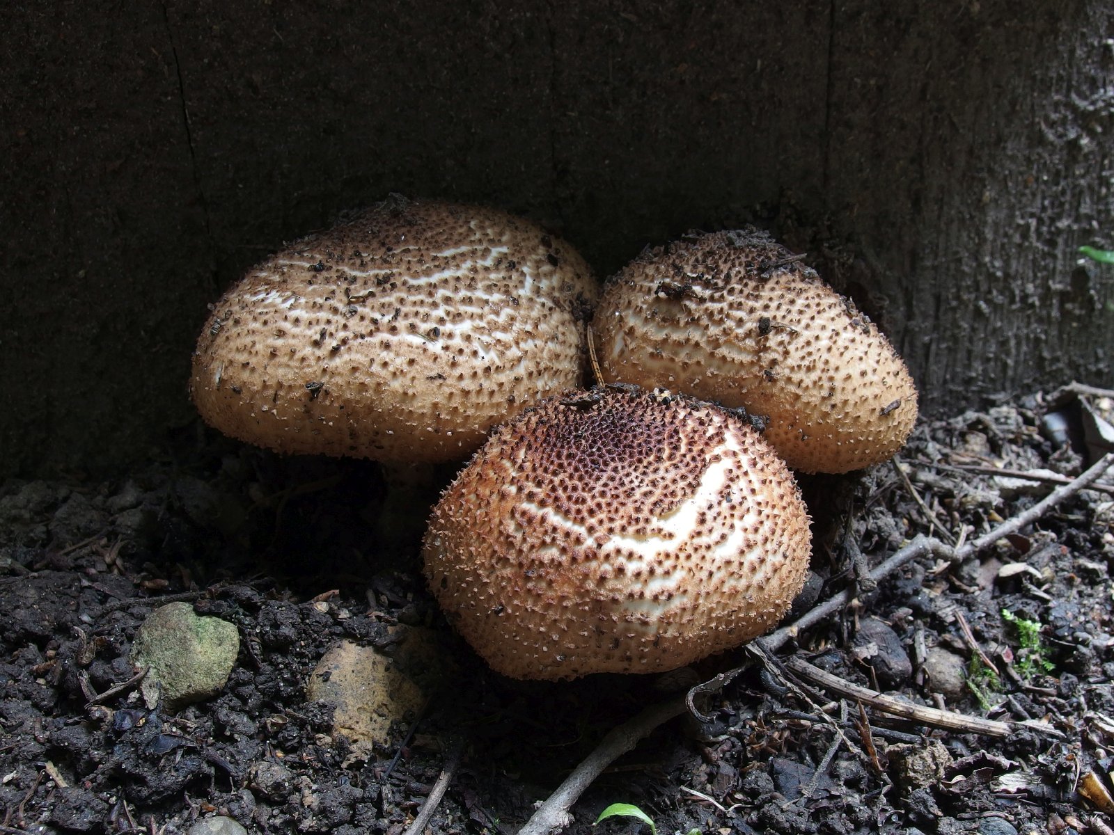 Echinoderma asperum MVK 20190804-04