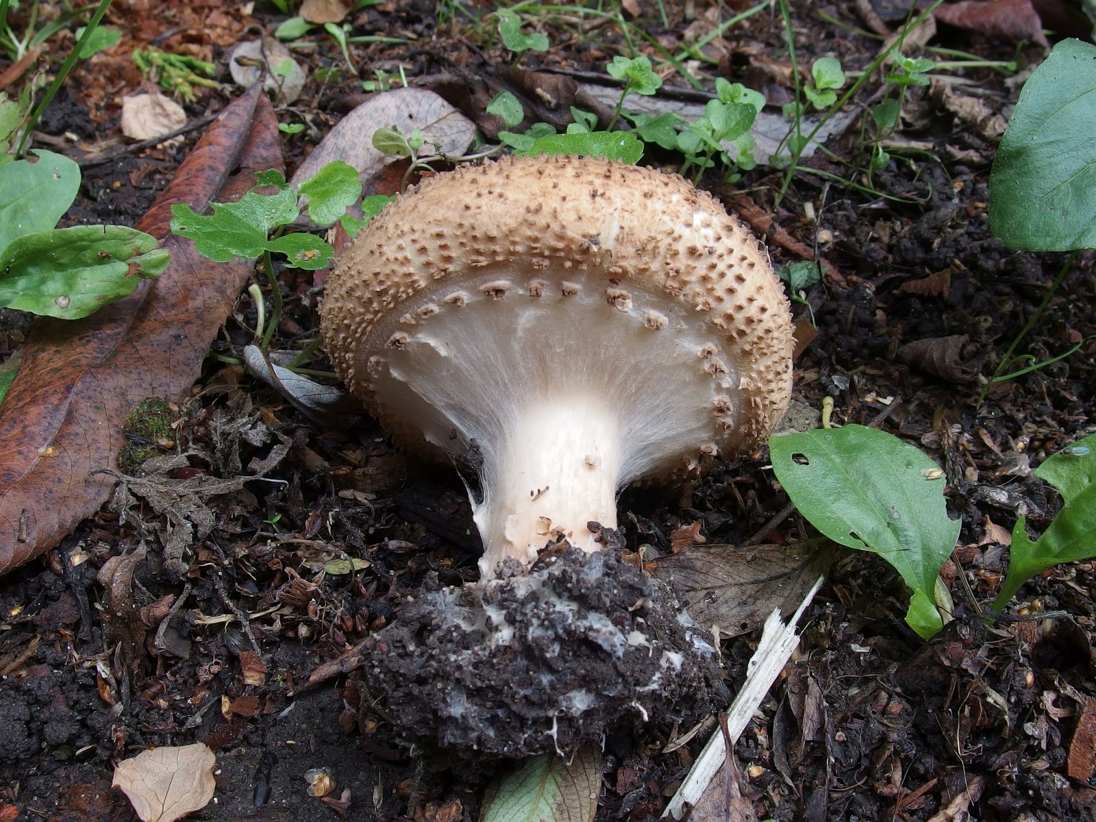 Echinoderma asperum MVK 20190804-03