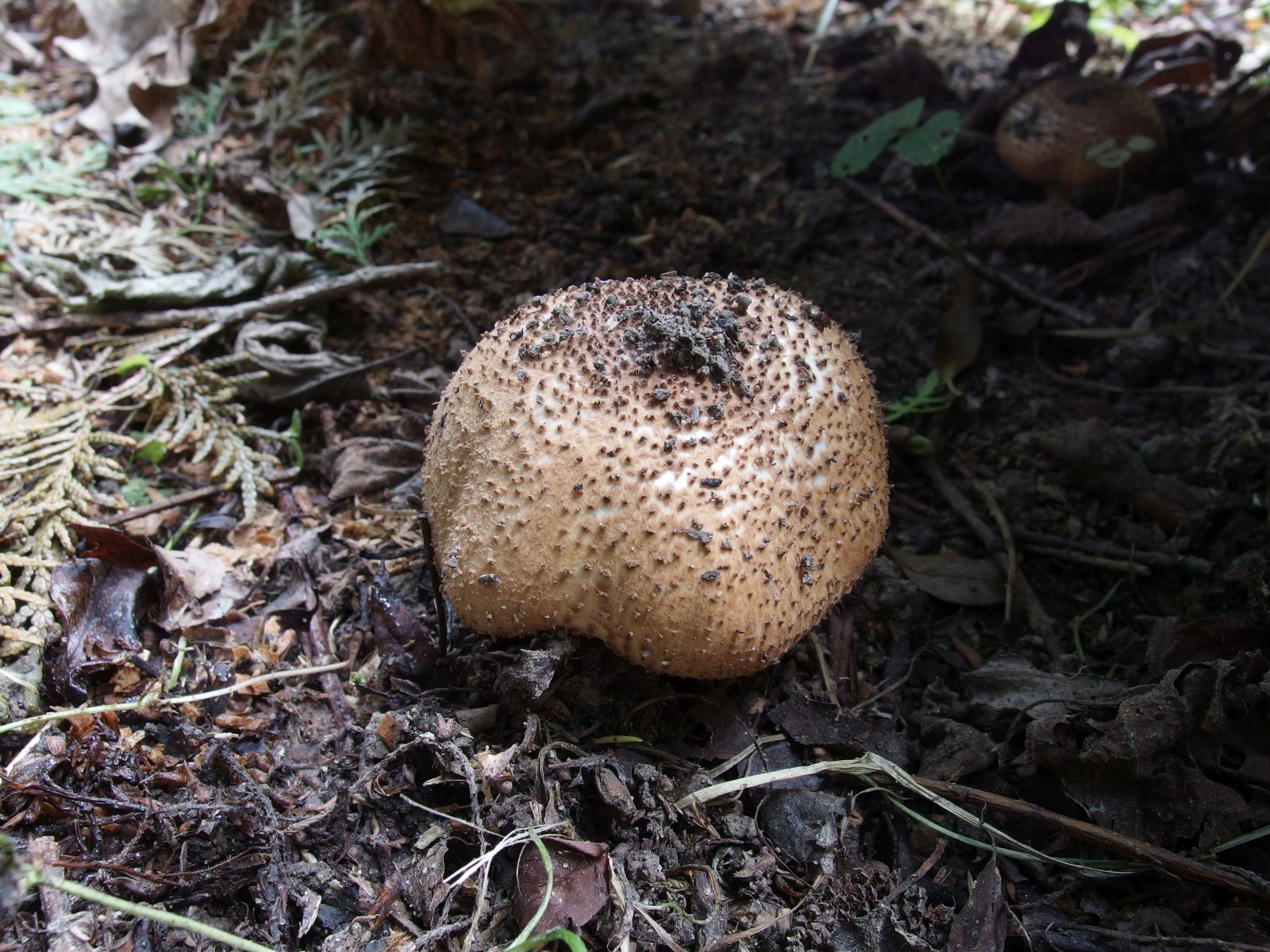 Echinoderma asperum MVK 20190804-01