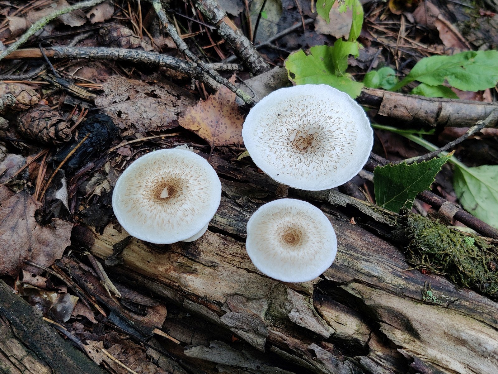 Lentinus tigrinus MVK 20210813-01