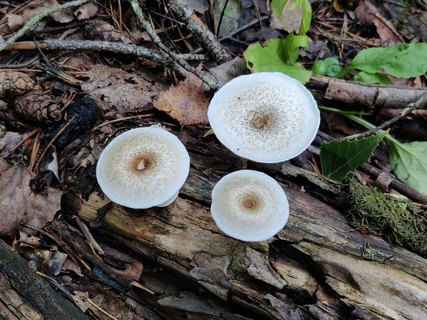 Lentinus tigrinus MVK 20210813-01