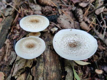 Lentinus tigrinus MVK 20210813-02