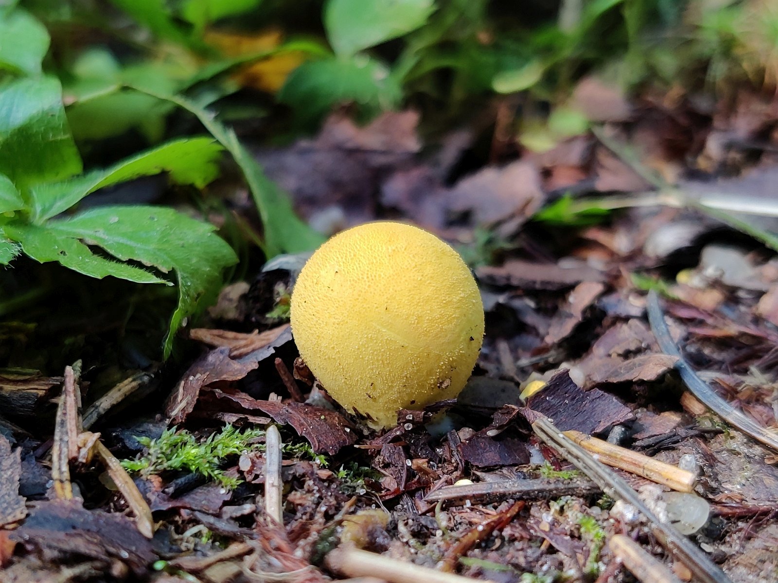 Lycoperdon flavotinctum MVK 20210820-01