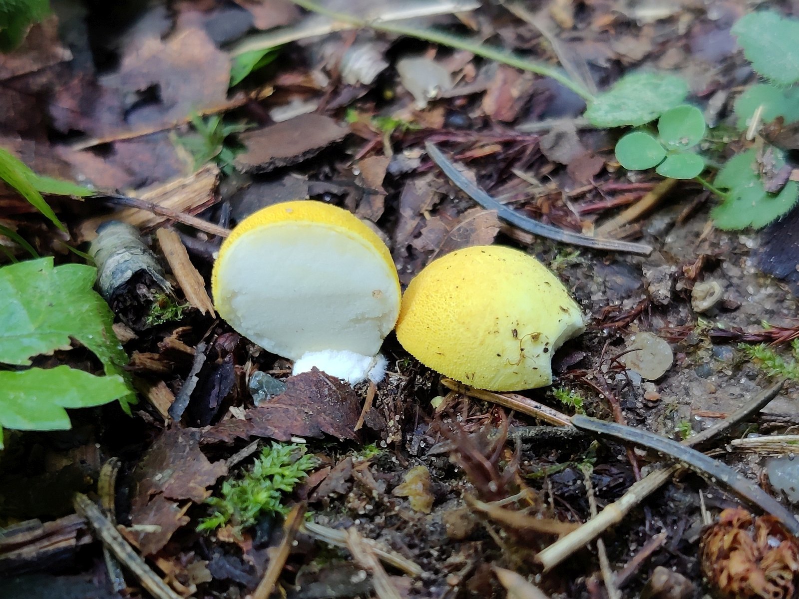 Lycoperdon flavotinctum MVK 20210820-02