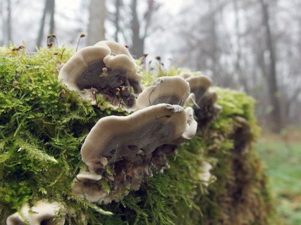 Bjerkandera adusta MVK 20211102-01