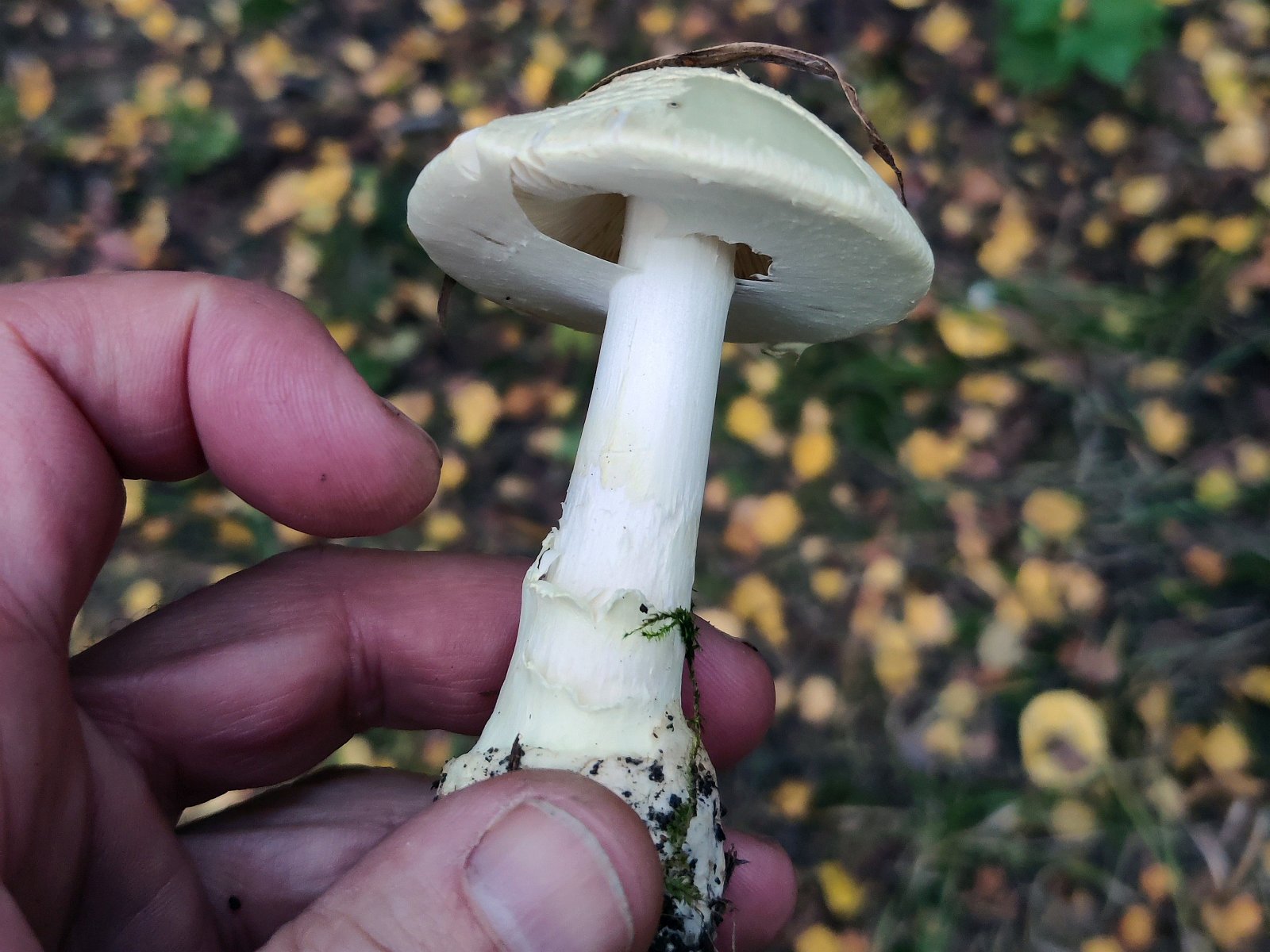 Amanita citrina MVK 20210917-01