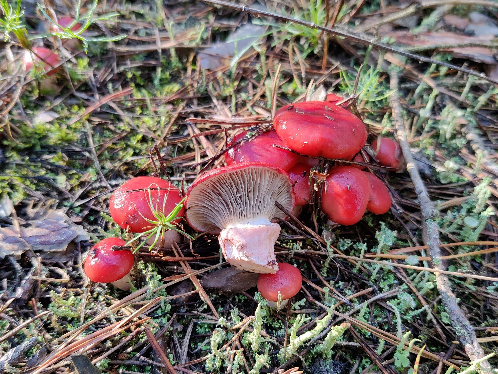 Gomphidius roseus MVK 20210903-02