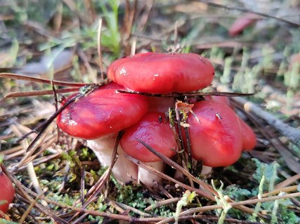 Gomphidius roseus MVK 20210903-03