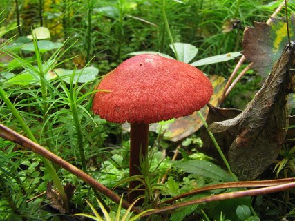 Cortinarius sanguineus