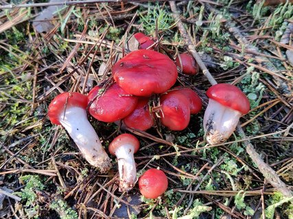 Gomphidius roseus MVK 20210903-05