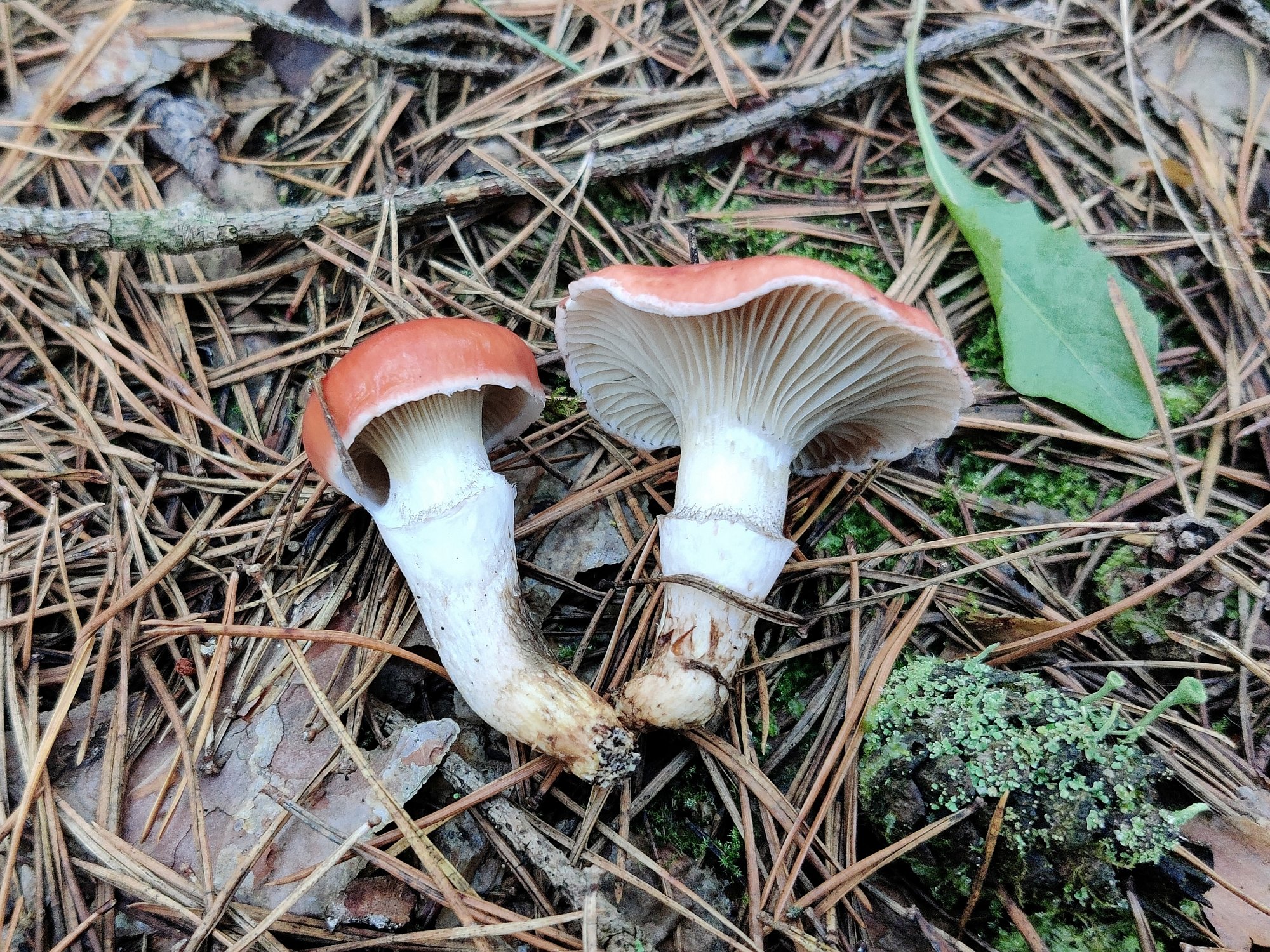 Gomphidius roseus MVK 20210903-01