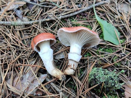 Gomphidius roseus MVK 20210903-01