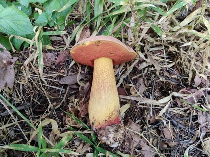 Suillellus luridus MVK 20210829-03