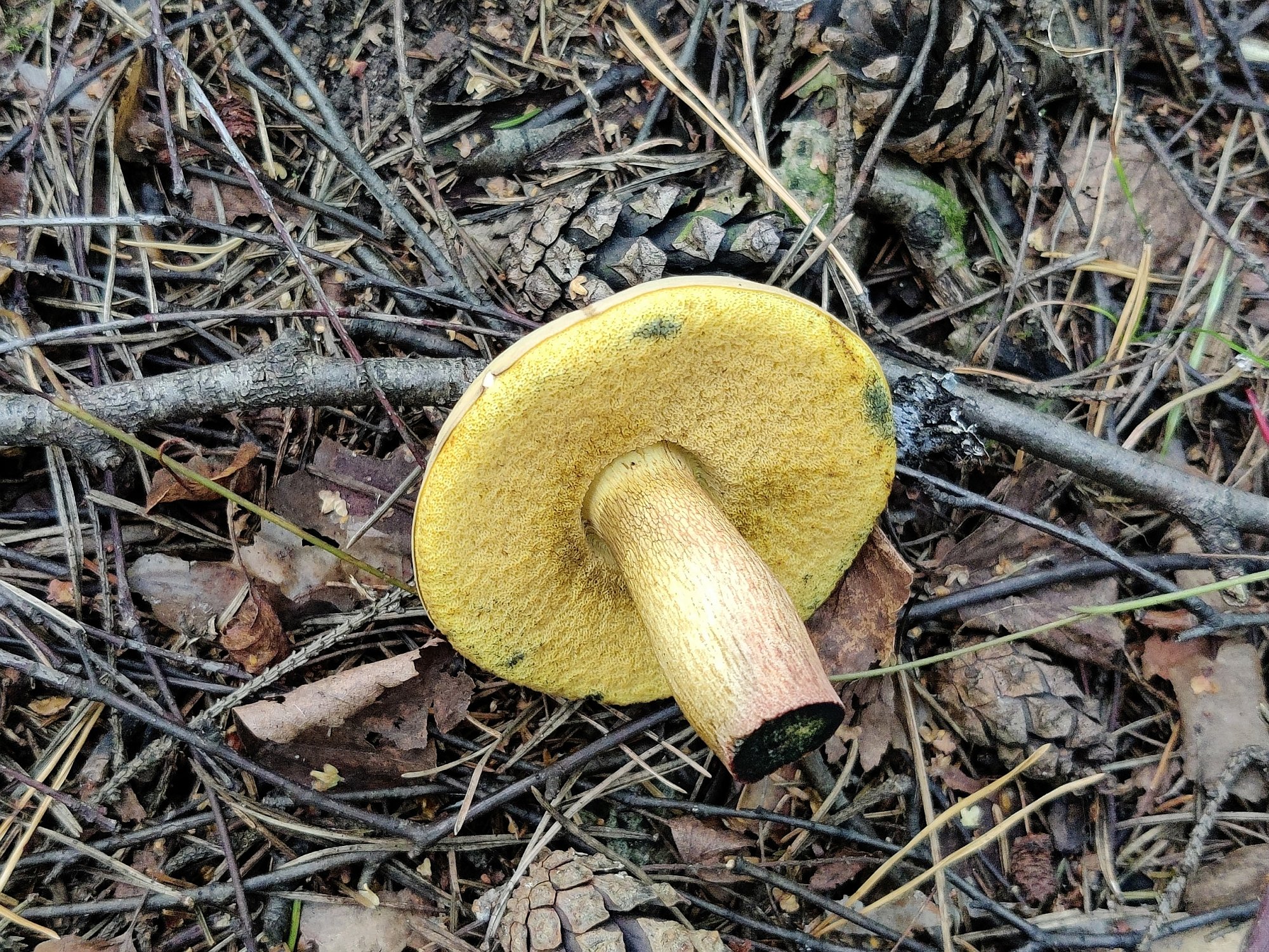 Suillellus luridus MVK 20210829-04