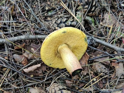 Suillellus luridus MVK 20210829-04