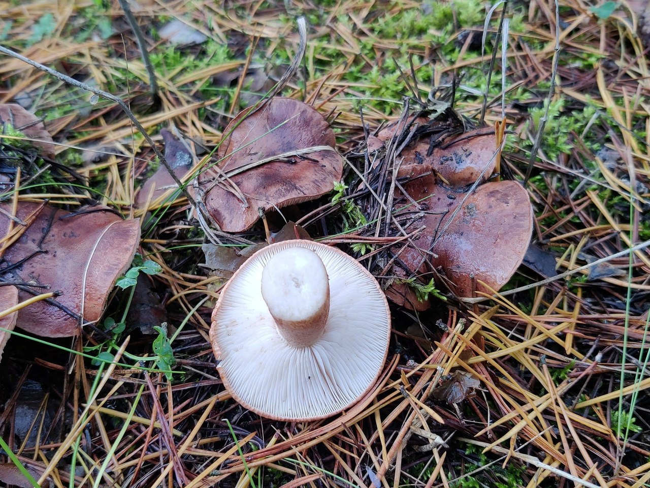 Tricholoma pessundatum