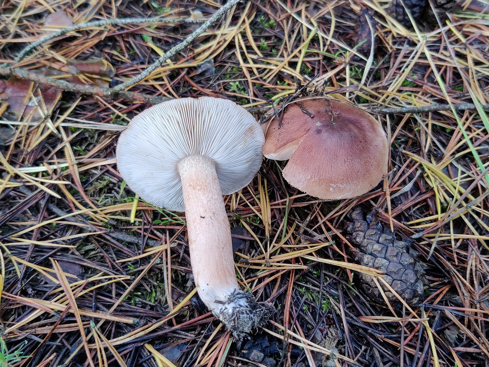Tricholoma pessundatum MVK 20210925-02