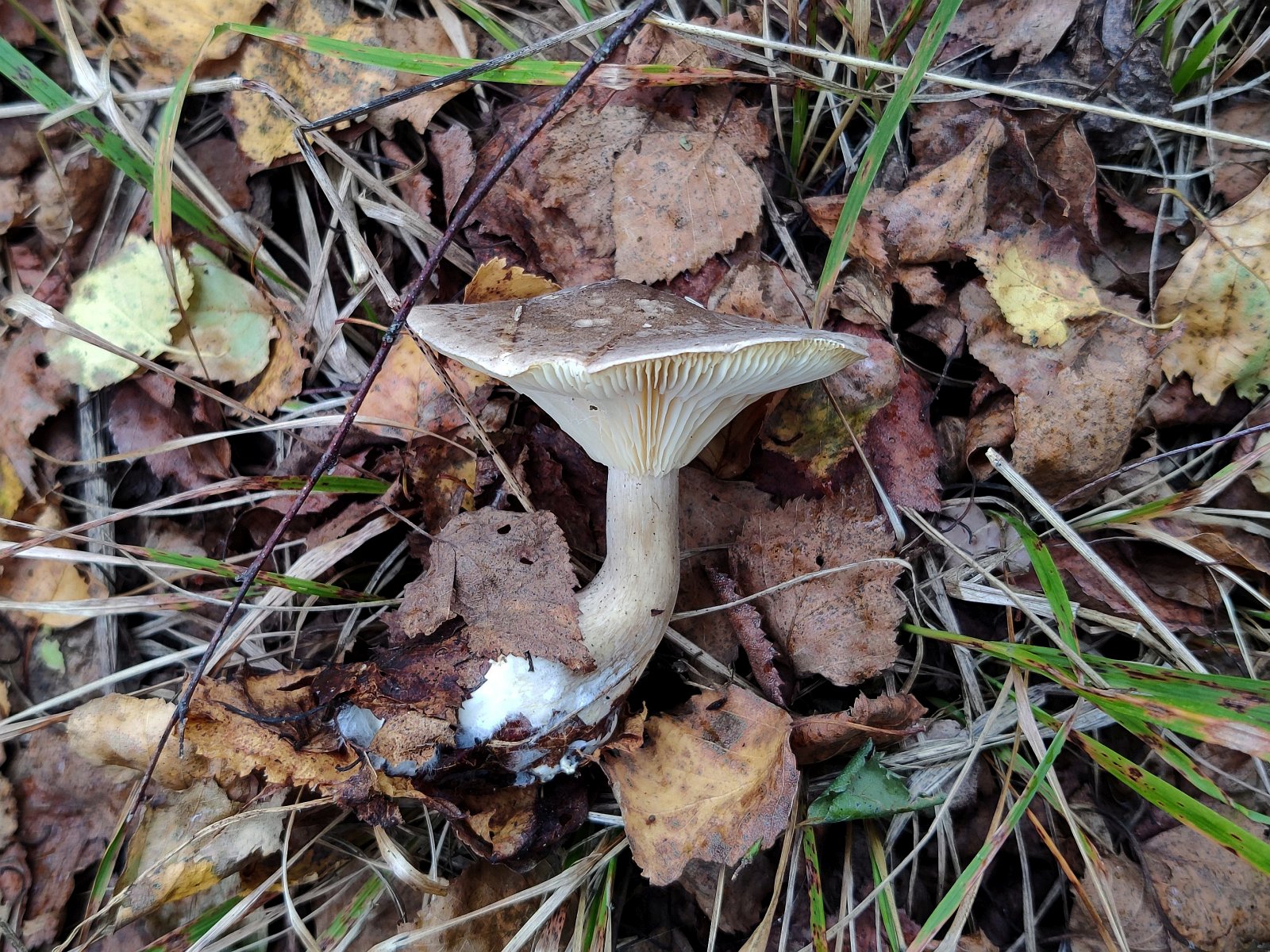 Ampulloclitocybe clavipes MVK 20210917