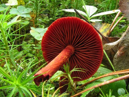 Cortinarius sanguineus