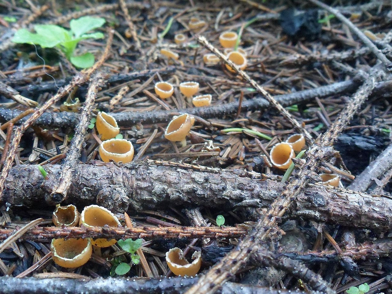 Geopyxis