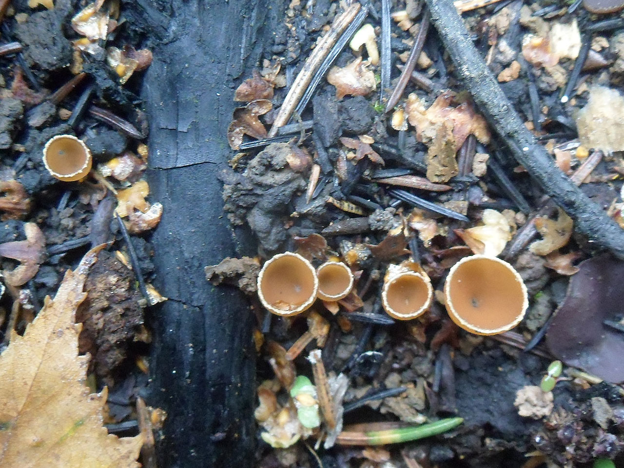 Geopyxis carbonaria AMF 20190803-01