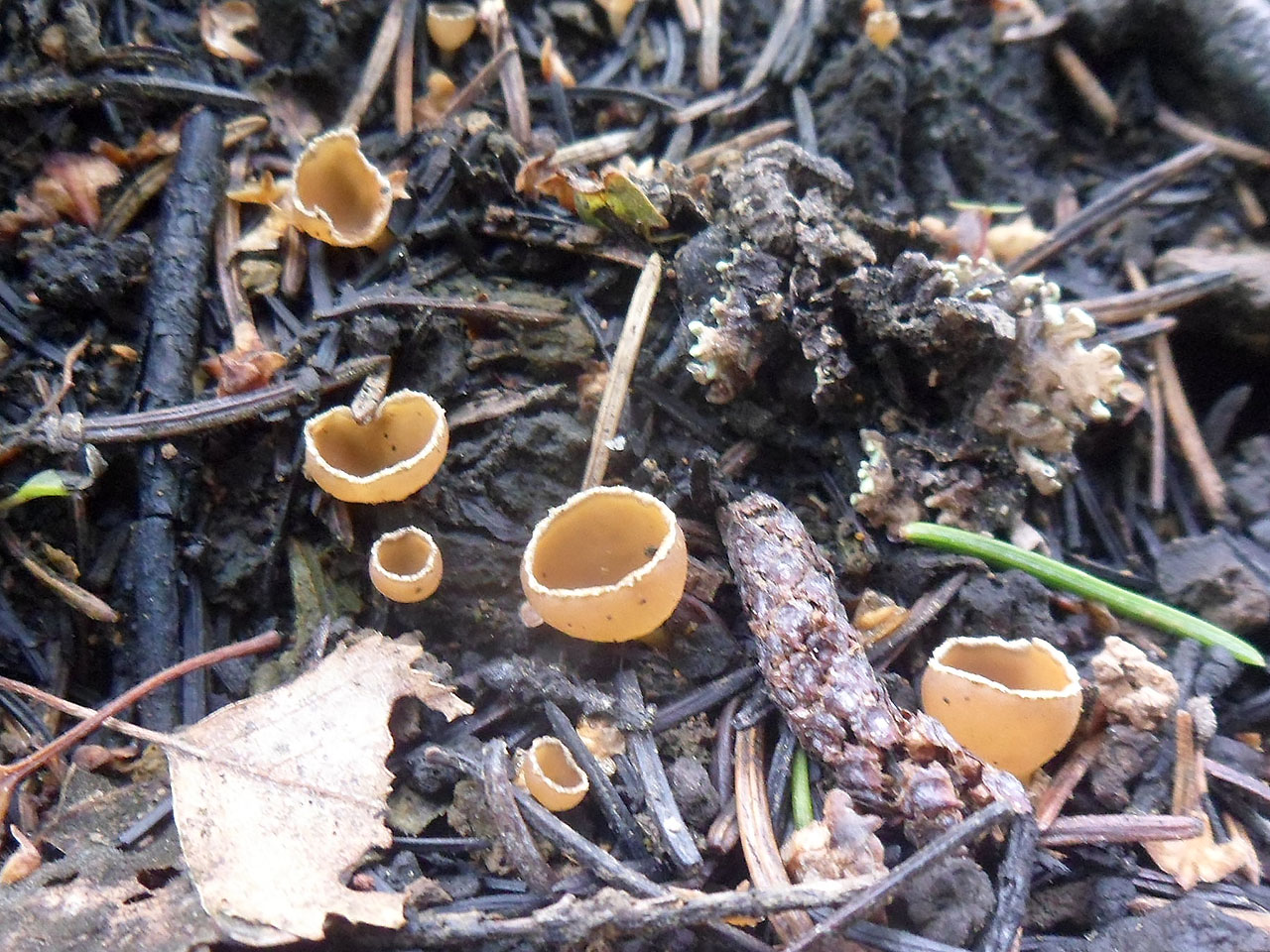 Geopyxis carbonaria AMF 20190803-02