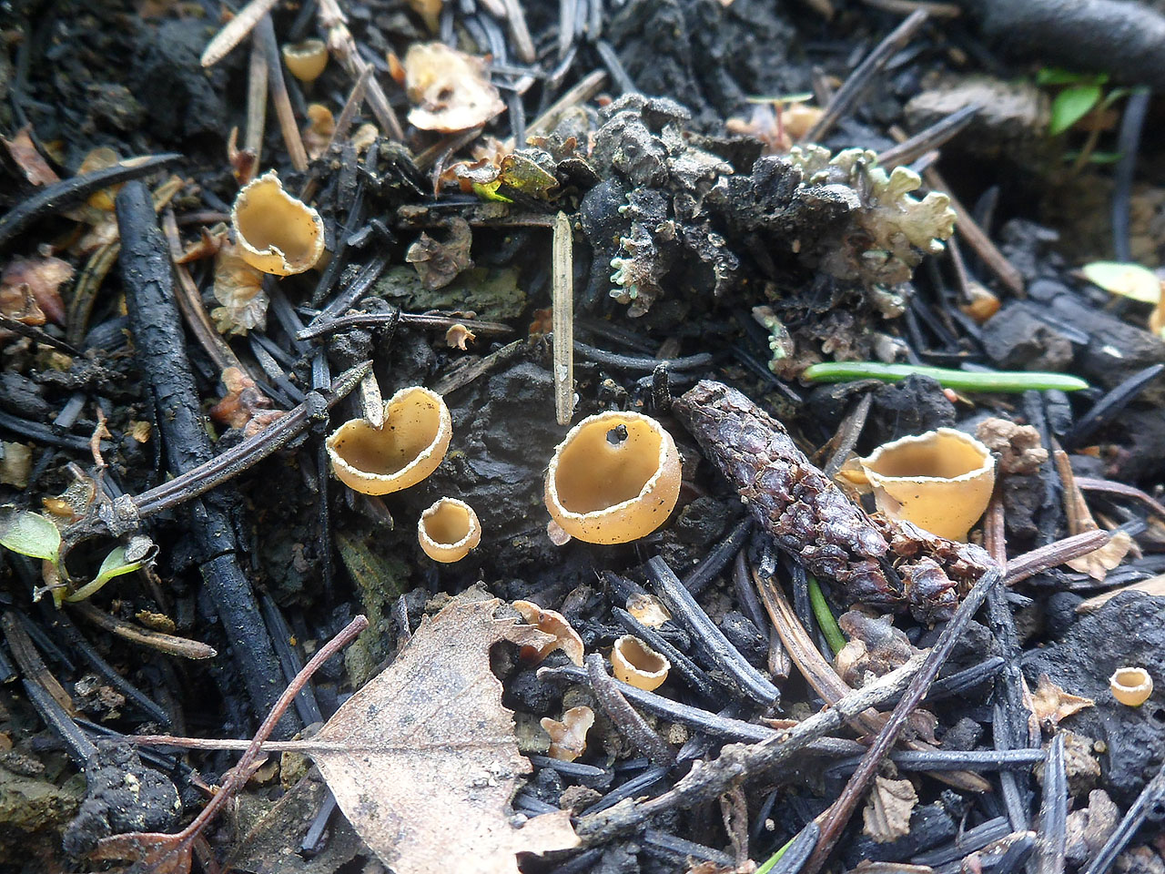 Geopyxis carbonaria AMF 20190806-04