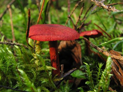 Cortinarius sanguineus