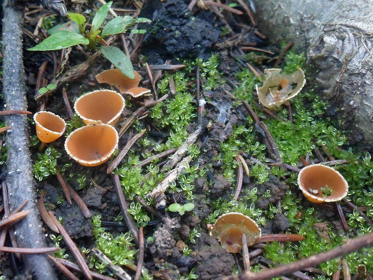 Geopyxis carbonaria AMF 20190823-05