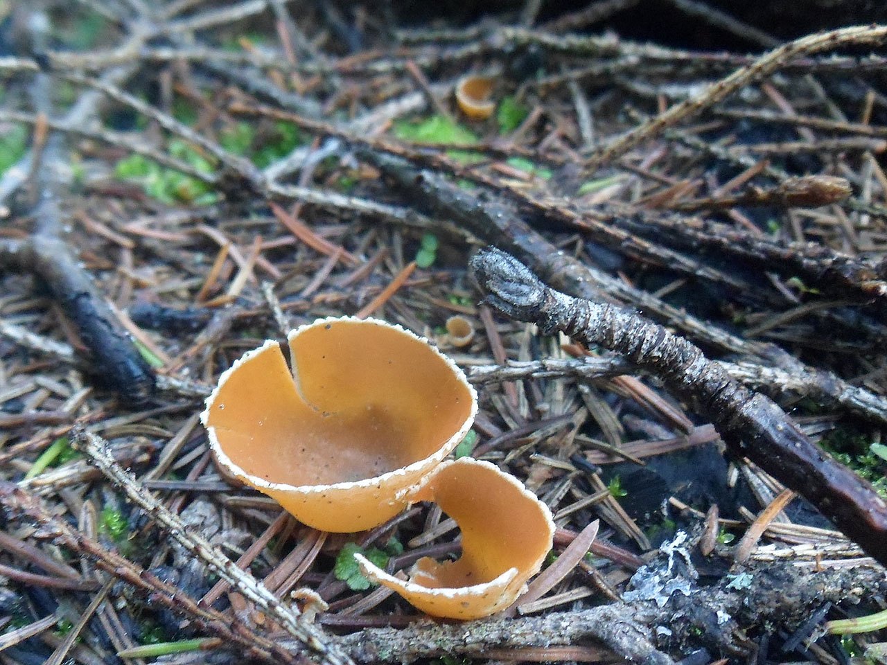 Geopyxis carbonaria