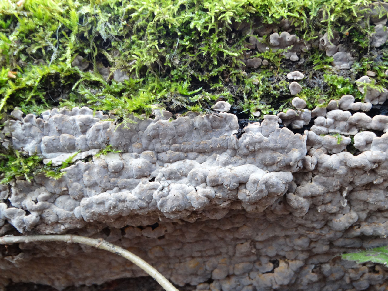 Xylobolus frustulatus AMF 20191115-02