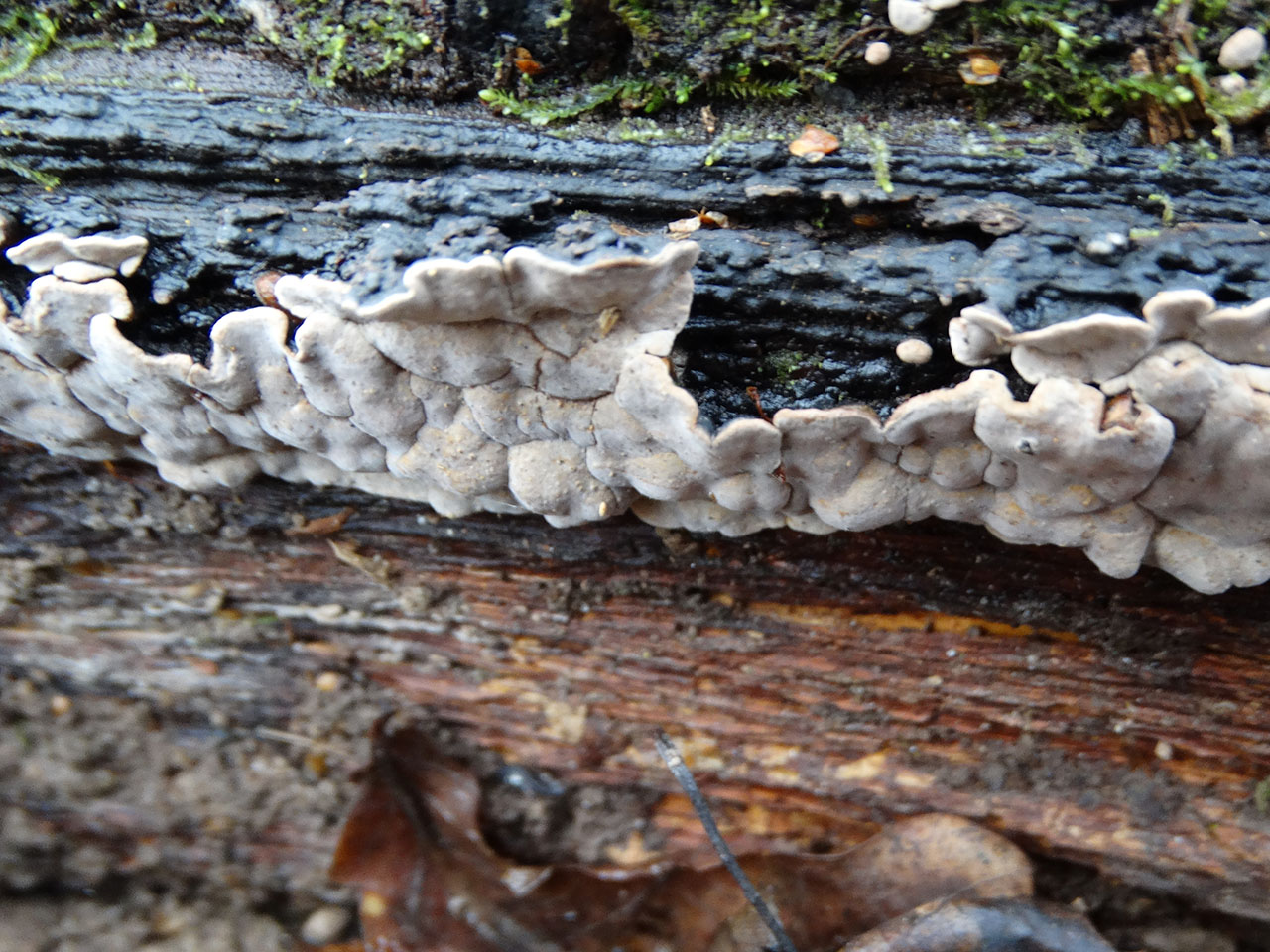 Xylobolus frustulatus AMF 20191115-04