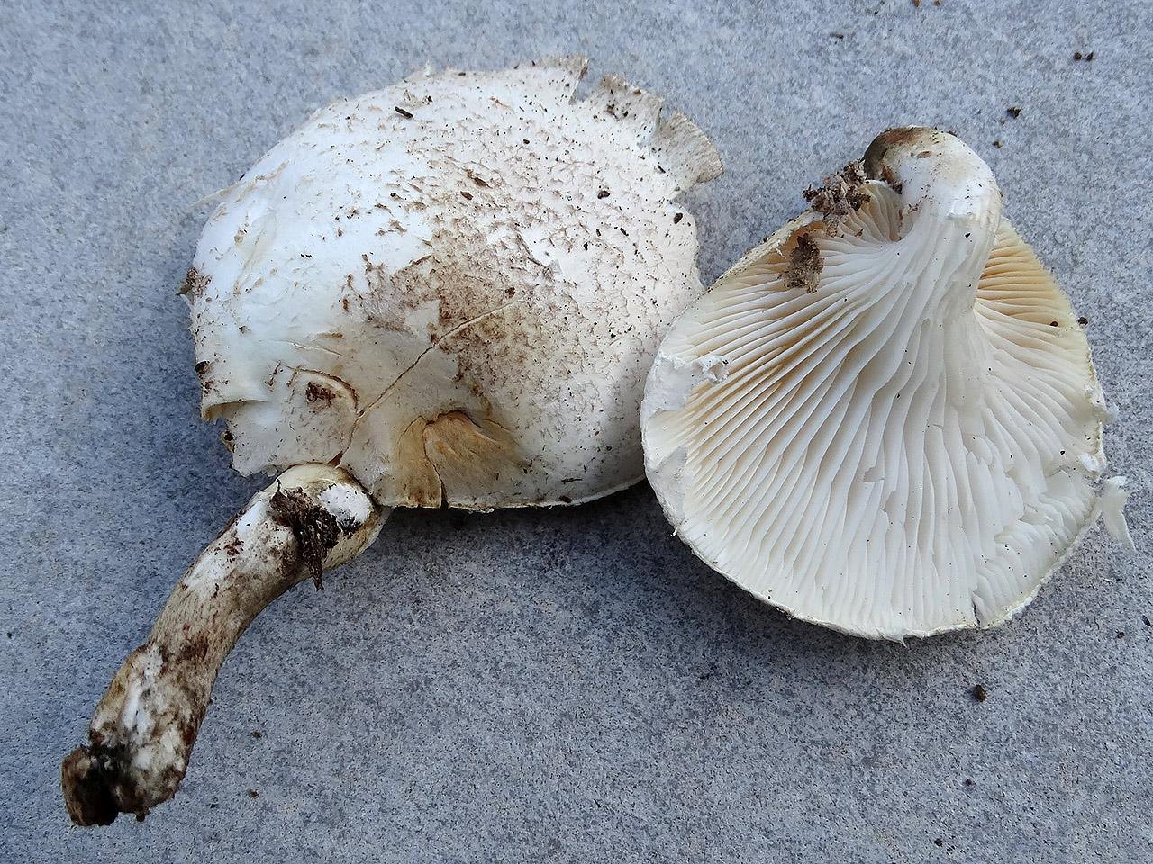 Pleurotus dryinus