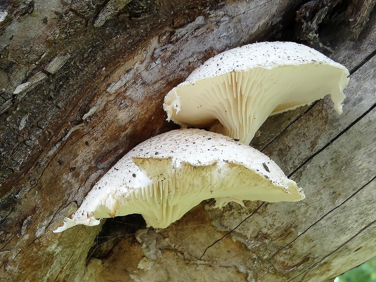 Pleurotus dryinus AMF 20210929-02