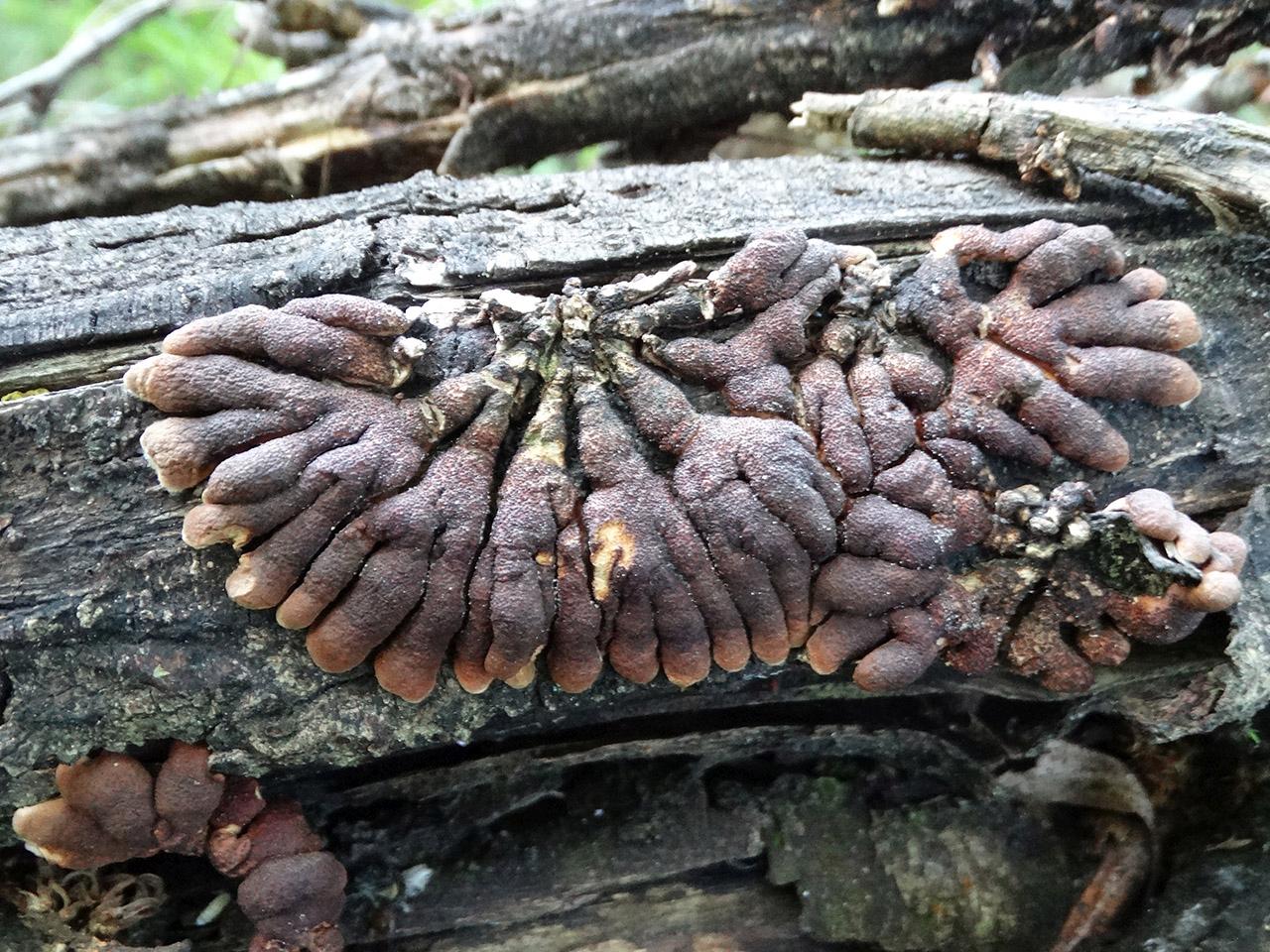 Hypocreopsis lichenoides AMF 20210614-02