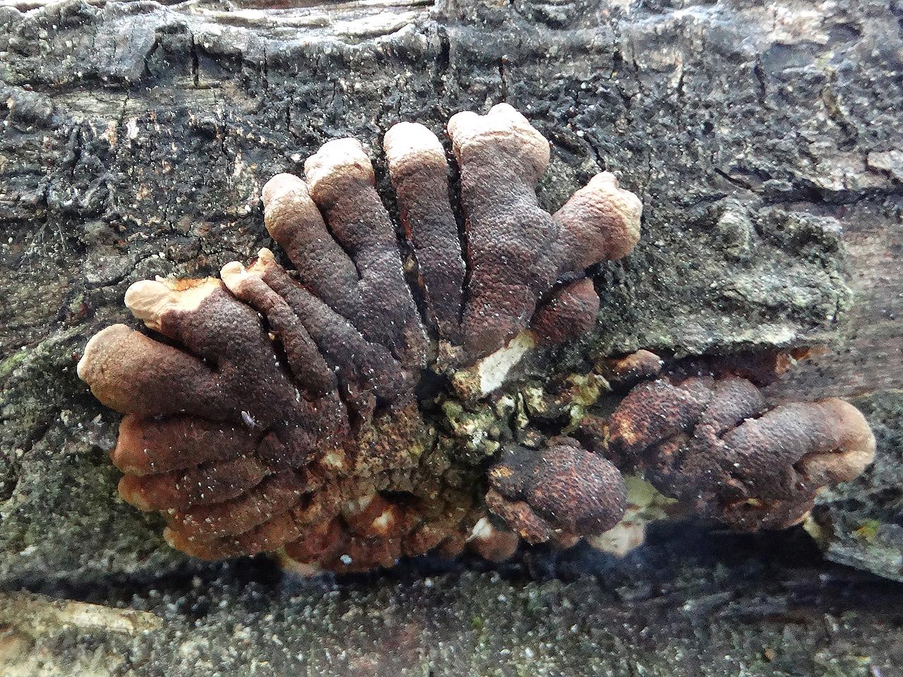 Hypocreopsis lichenoides AMF 20210614-03