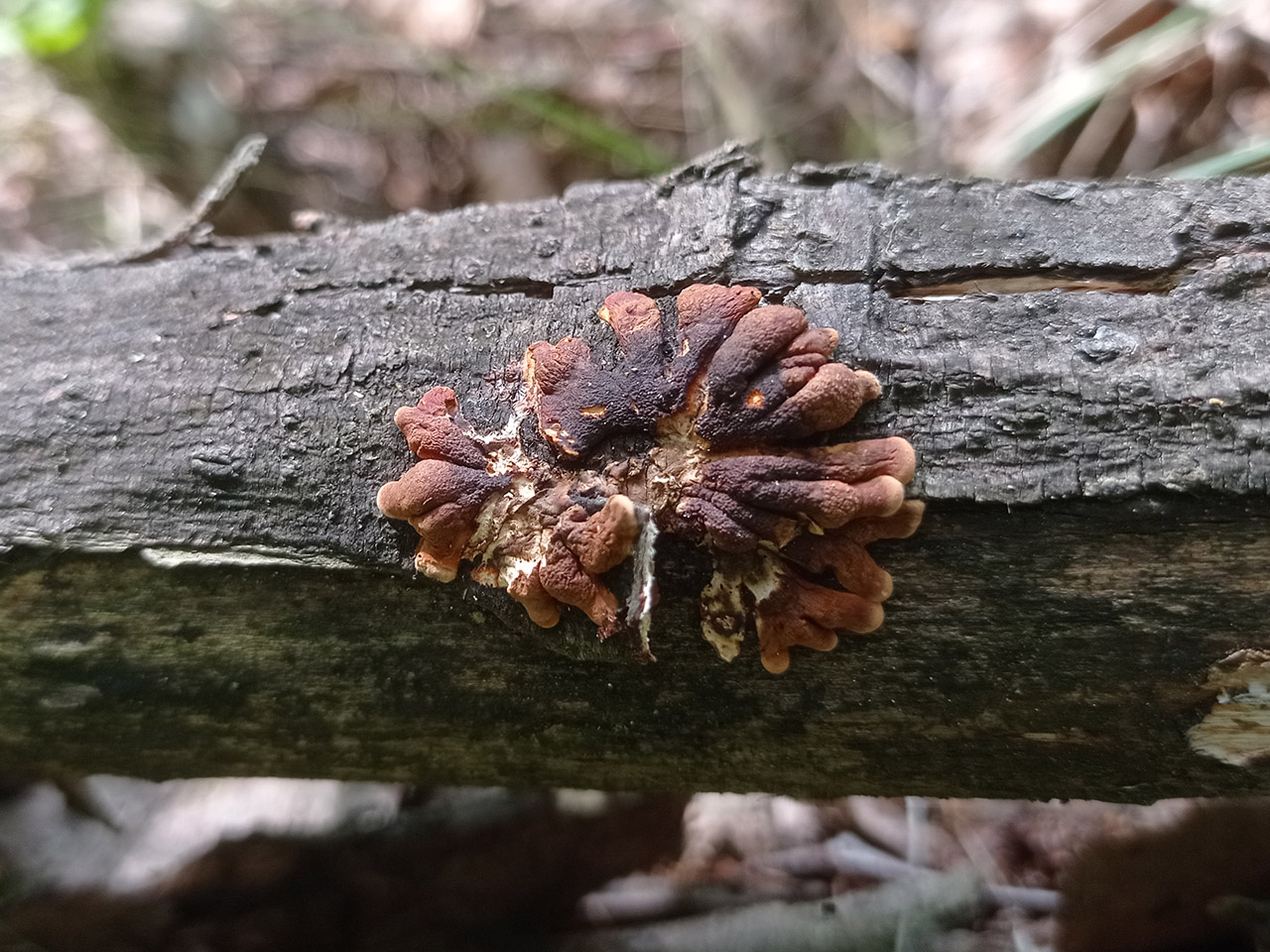Hypocreopsis lichenoides AMF 20210706-04