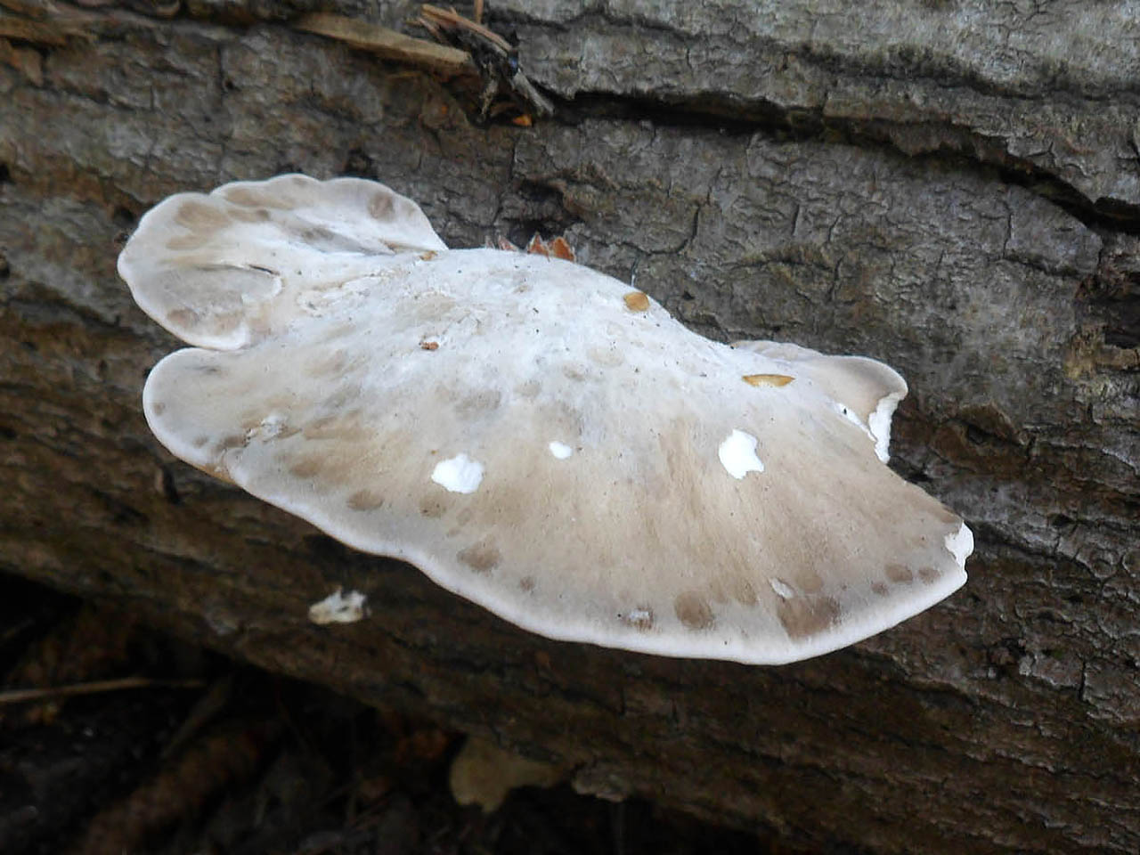 Favolus pseudobetulinus AMF 20160529-01