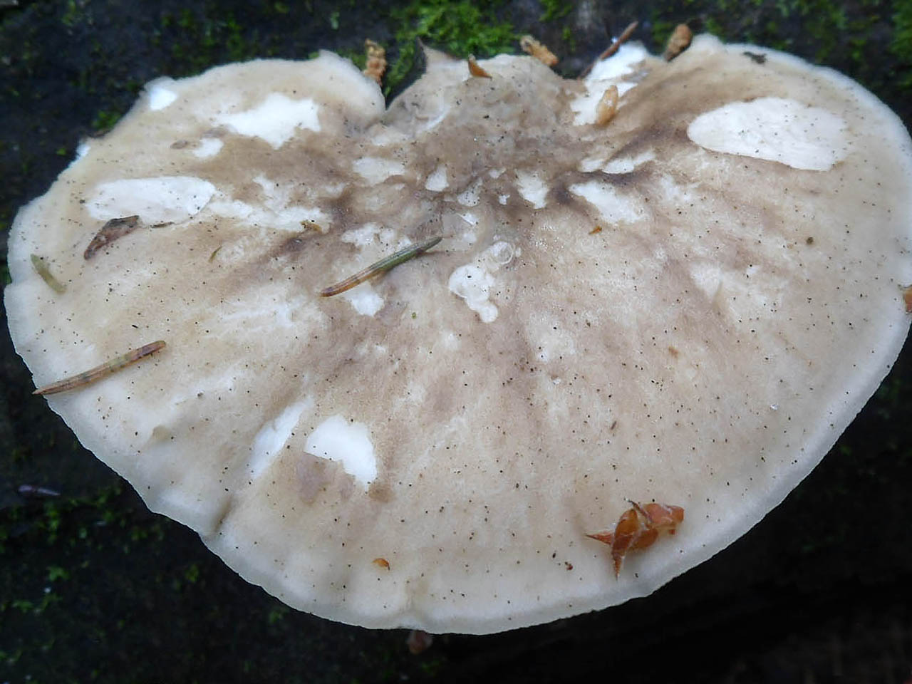 Favolus pseudobetulinus AMF 20160607-02