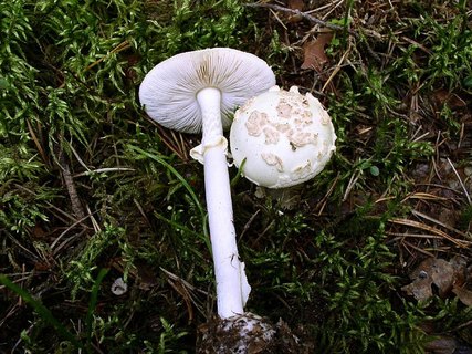 Amanita citrina