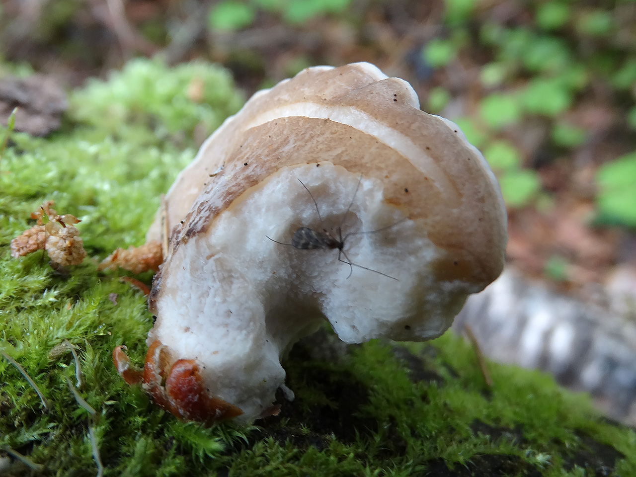 Favolus pseudobetulinus AMF 20170617-07